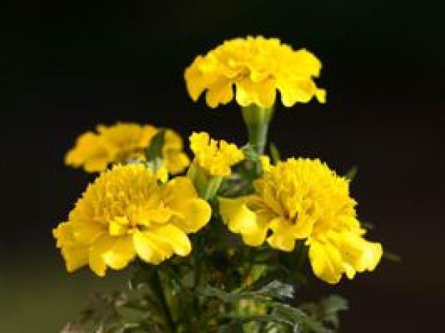 Verkaufe Samen von der Tagetes - 1