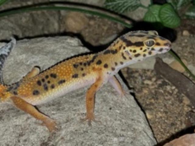 0.2 Leopardgecko Eublepharis macularius - 1