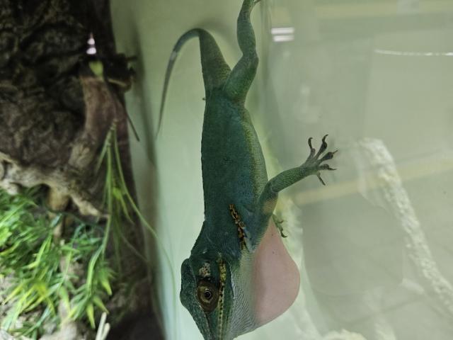 Anolis Baracoae - 1