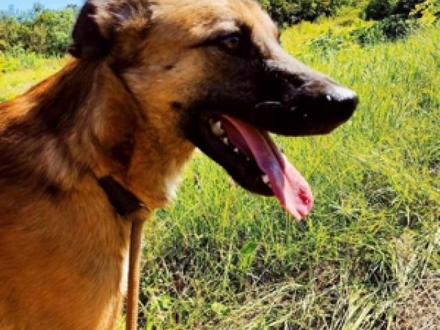 Luca lebt noch im Tierheim in Bosnien und sucht seine Familie - 1