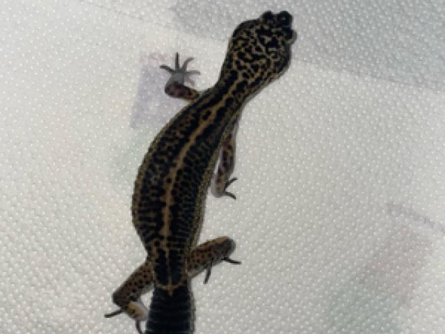 0.5 Blacknight Leopardgeckos - 1