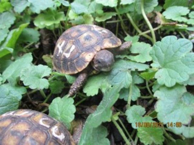 Griechische Landschildkröten (Thh) in artgerechte Freilandhaltung abzugeben - 1