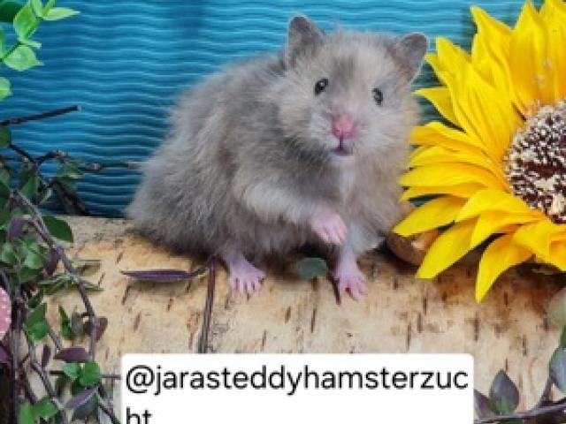 Extrem HANDZAHME FLAUSCHIGE Teddyhamster Satinglanz - 1